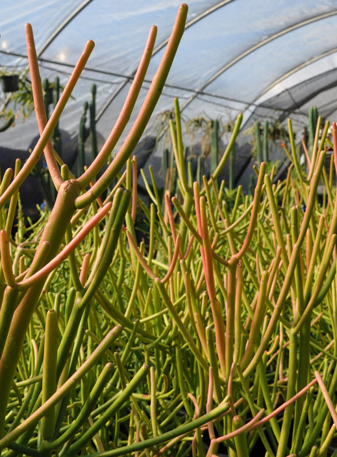3 Gal. Fire Sticks Plant ‘Euphorbia Tirucalli’